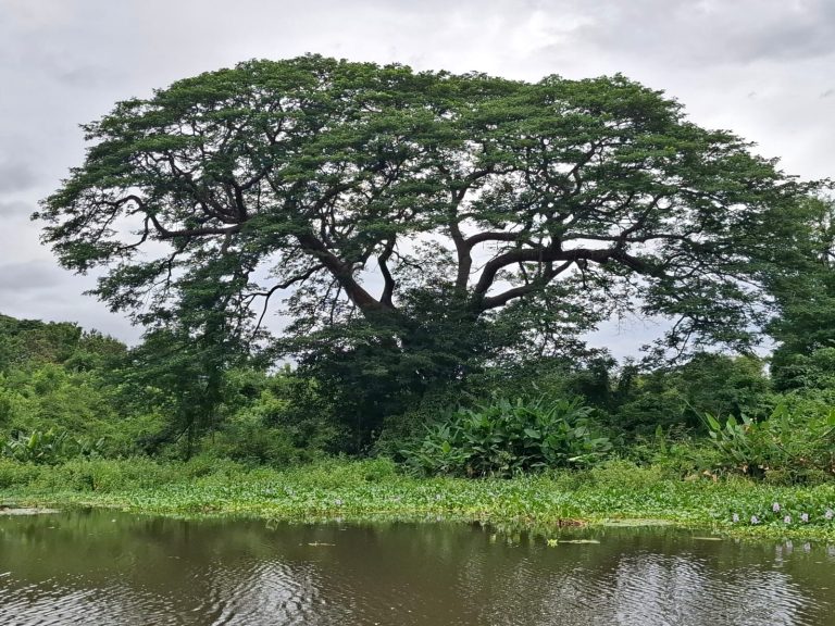 Tree on the islets of Granada Nicaragua