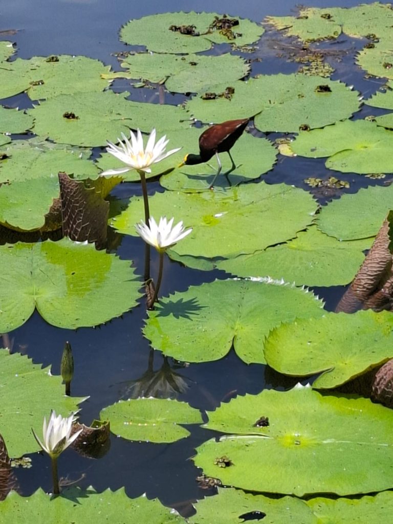 Flora and fauna of Lake Nicaragua